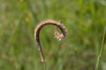 Toothache grass